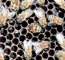 Consorzio Sapori di Terra Sapori di Lago - Lago di Como