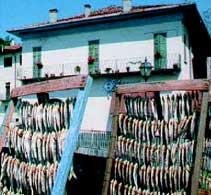 Agoni (Alosa Fallax Lacustris fam. Clupeidi). Sinonimo: Missoltit, Missultit, Missoltin che vuol dire messo nel tino